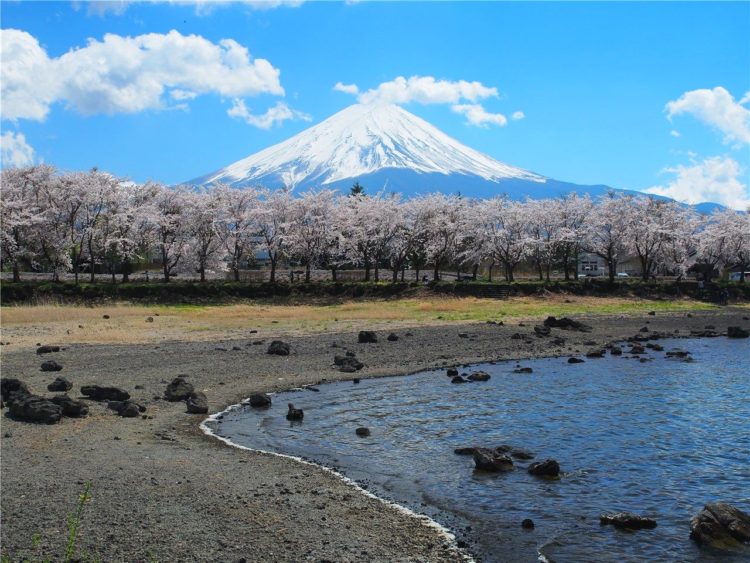 【山梨の絶景】富士山と桜と河口湖が撮れる穴場スポット「八木崎公園」に行ってきました