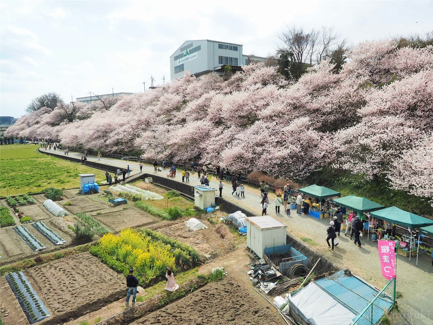【神奈川の桜】一の堰ハラネ春めき桜まつりに行ってきたよ！【観光スポット】