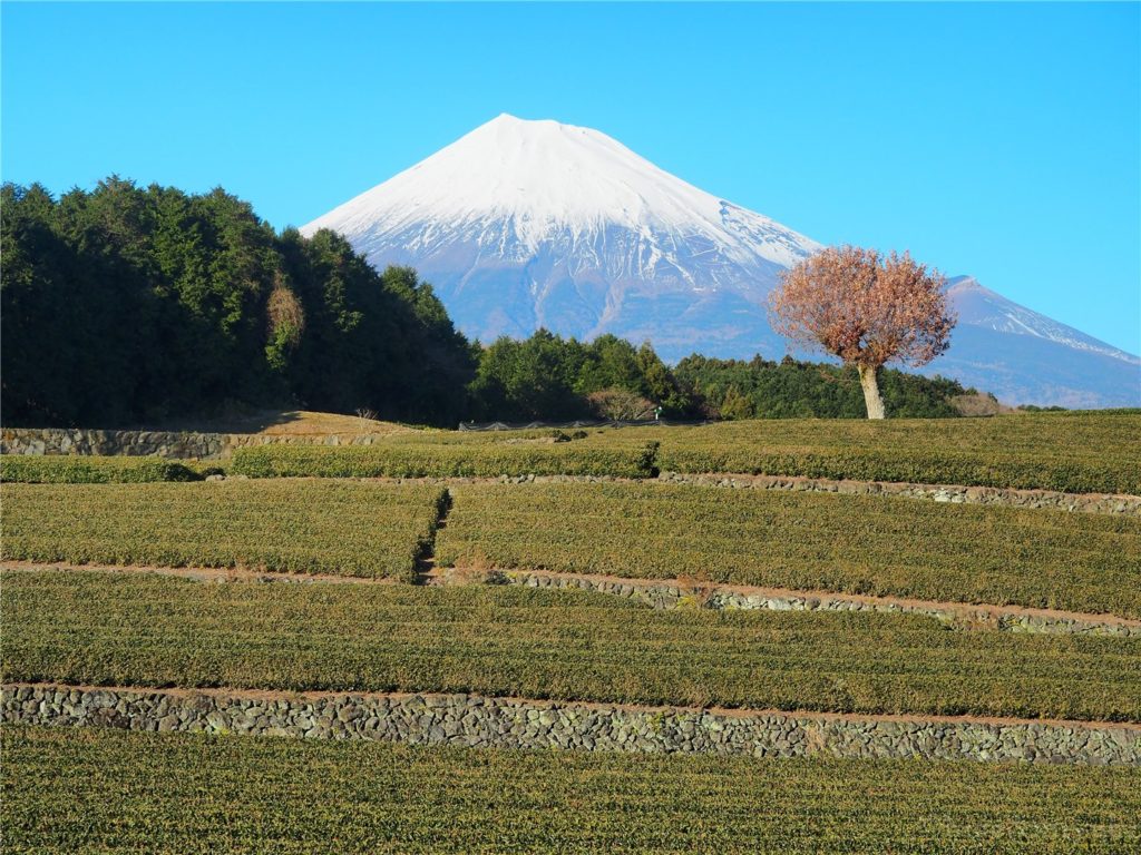 【絶景スポット】またまた富士山x茶畑のコラボスポット「大淵笹場」に行ってきたよ！【静岡】