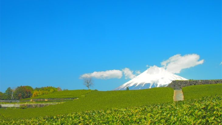 今宮の茶畑と富士山