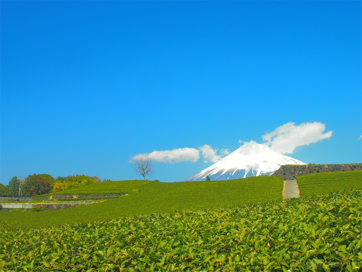 【絶景スポット】富士山x茶畑のコラボスポット「今宮の茶畑」に行ってきたよ！【静岡】