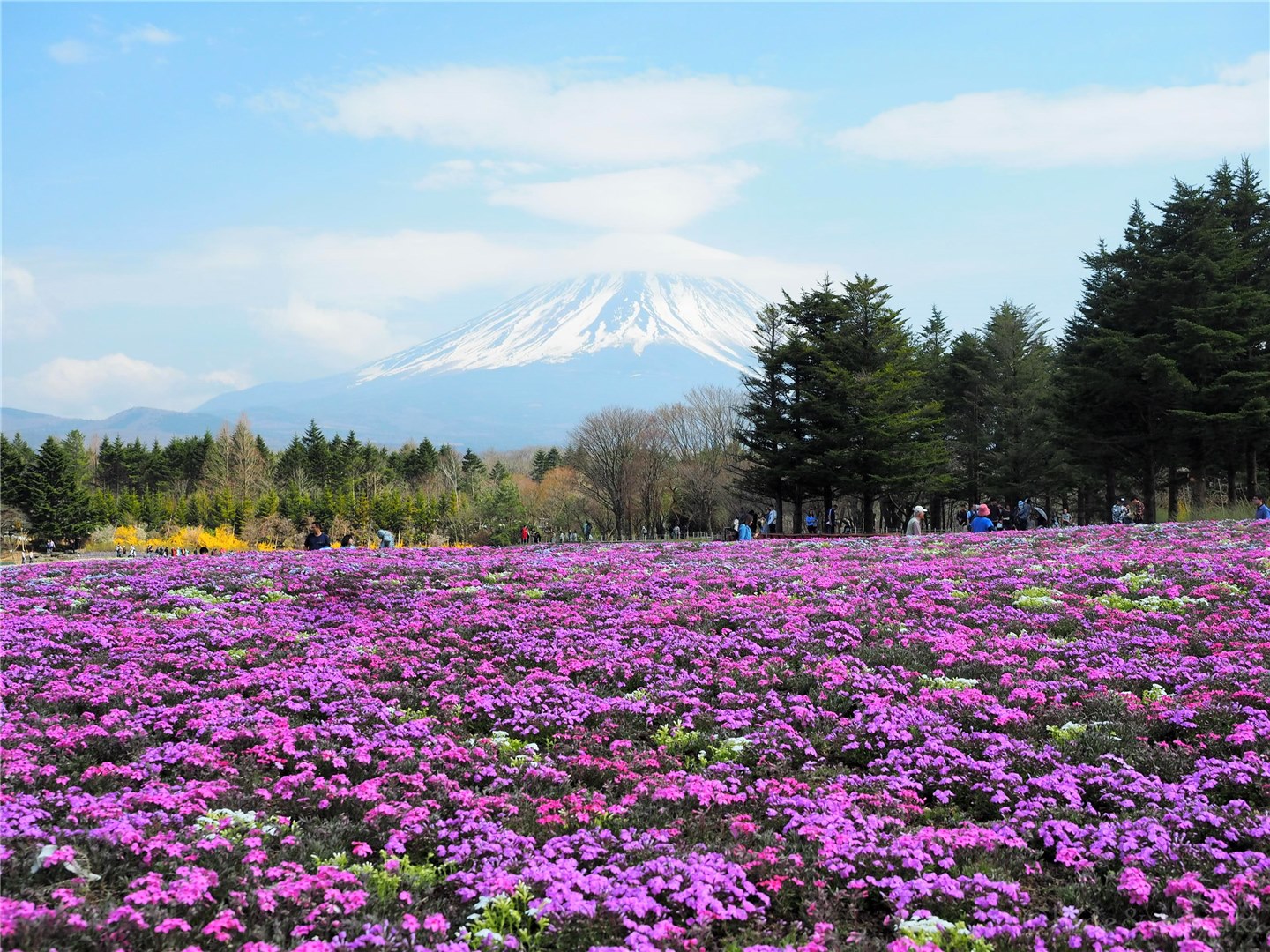 芝桜x富士山のコラボ！！