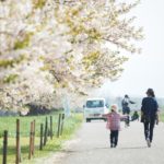 【長野の絶景】千曲川堤防の桜堤は数キロの桜並木が続く絶景スポットでした。遅めのお花見にピッタリです！