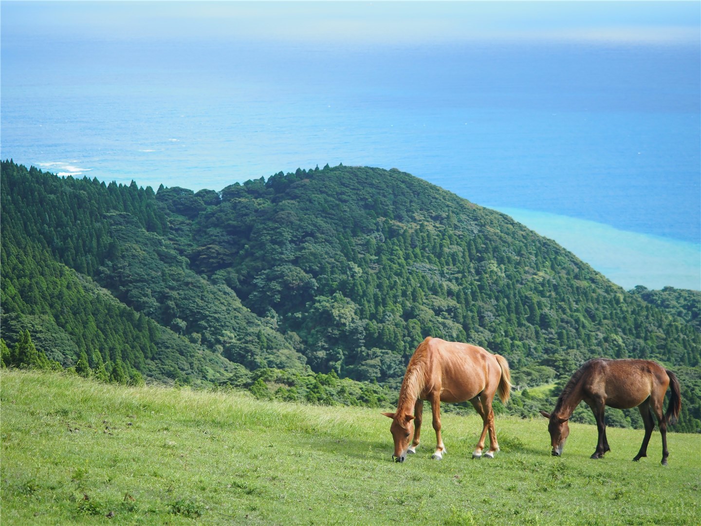 【宮崎の絶景】おっ馬おるやん！「都井岬」には草原と海と野生の馬が1枚の写真に収められるレアな場所があるんです