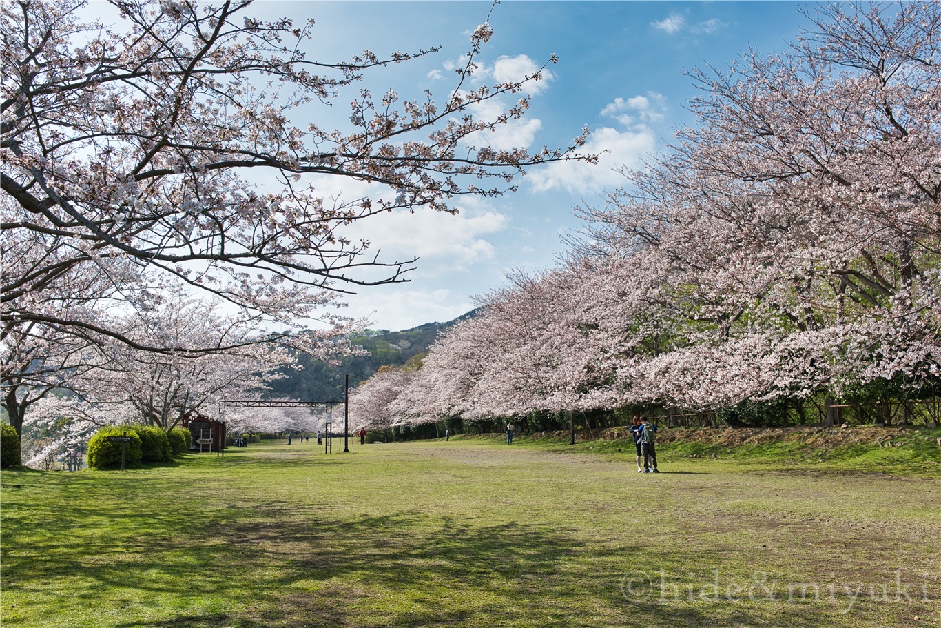 【静岡の桜スポット】『稲取高原桜回廊』絶景！だけど意外と人が少ない最高の桜スポットです！