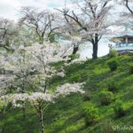 【神奈川の散策スポット】春の「弘法山公園」に遊びに行ってきました！うっすらと桜も咲いていていい感じ。