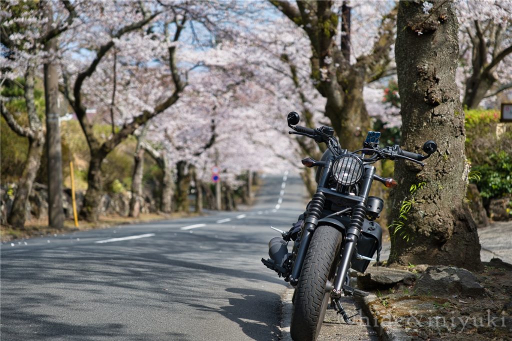【静岡の桜スポット】『数キロに亘る絶景桜トンネル』伊豆高原桜並木が素晴らし過ぎた…
