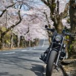 【静岡の桜スポット】『数キロに亘る絶景桜トンネル』伊豆高原桜並木が素晴らし過ぎた…